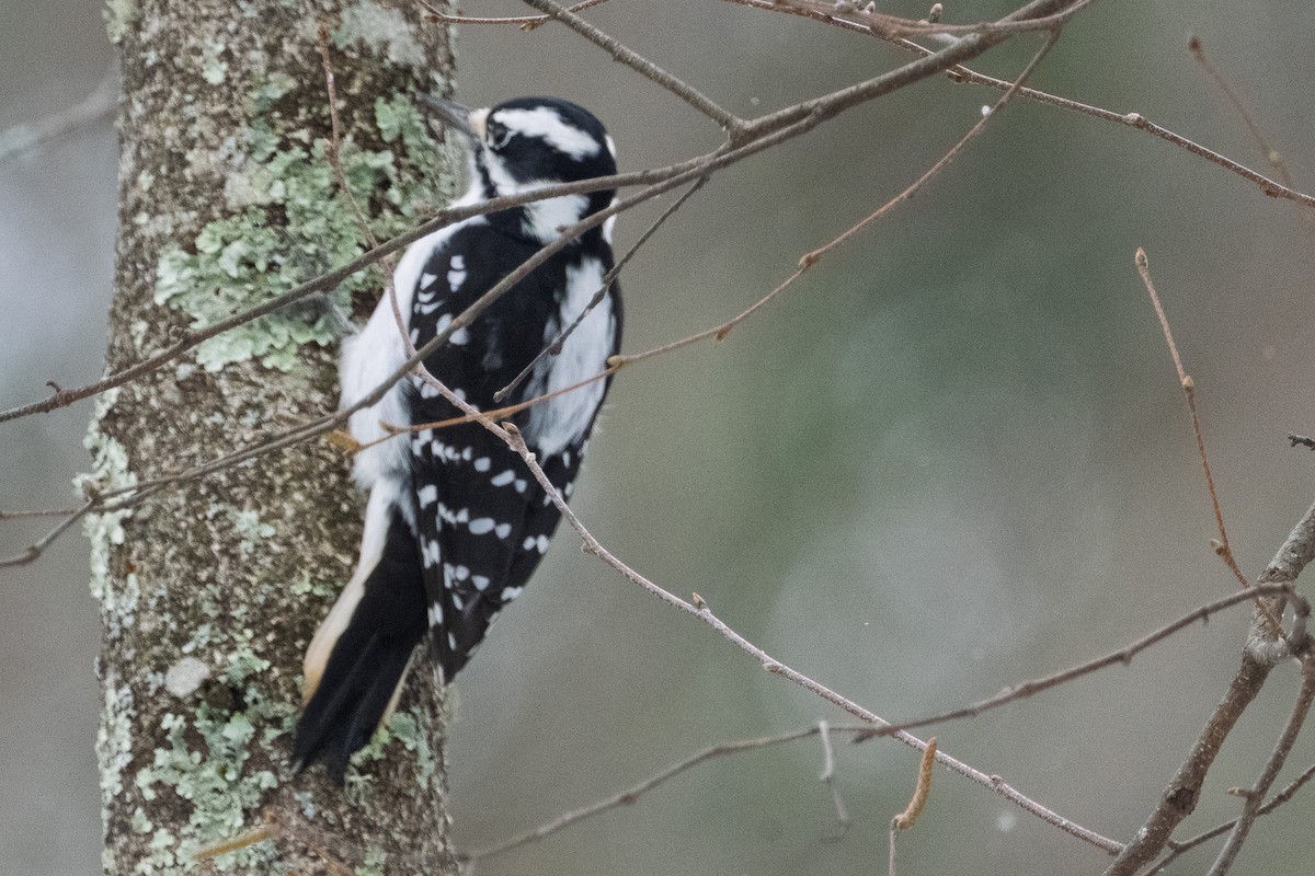 Hairy Woodpecker - ML645141372