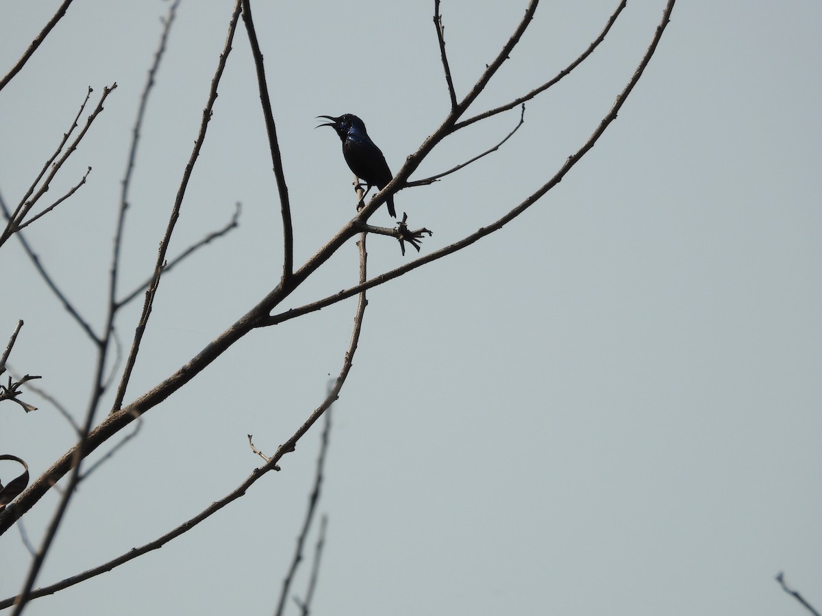 Purple Sunbird - ML645141380