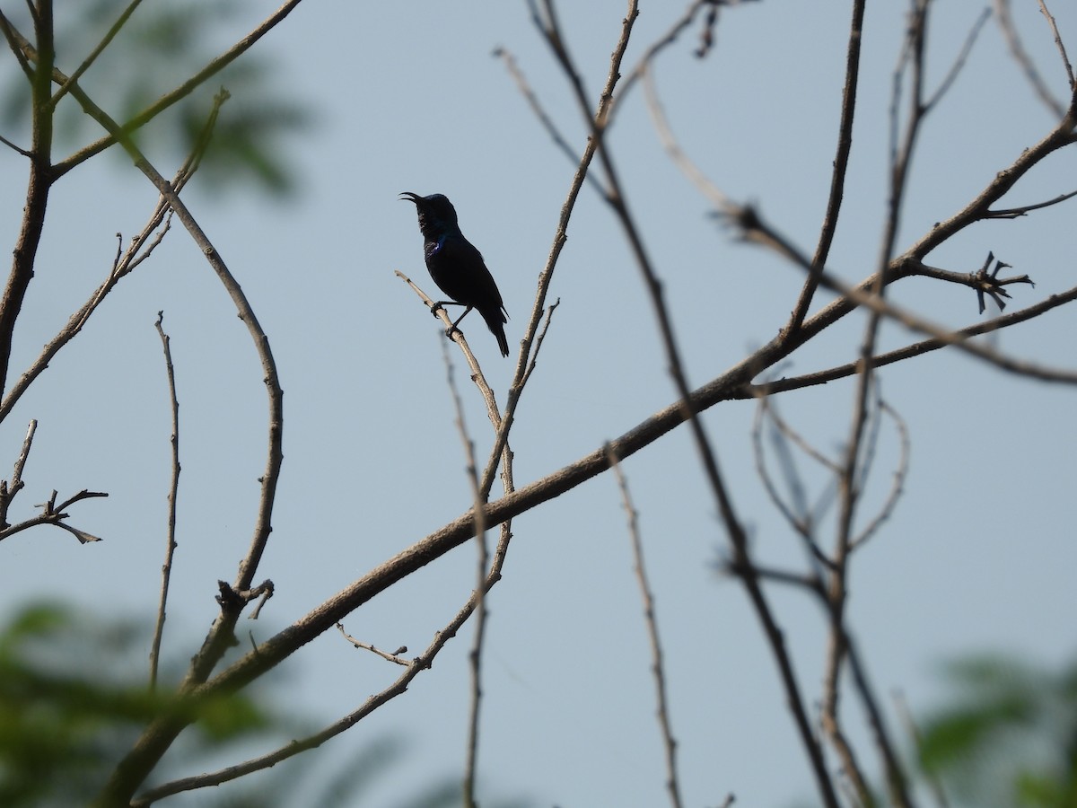 Purple Sunbird - ML645141382