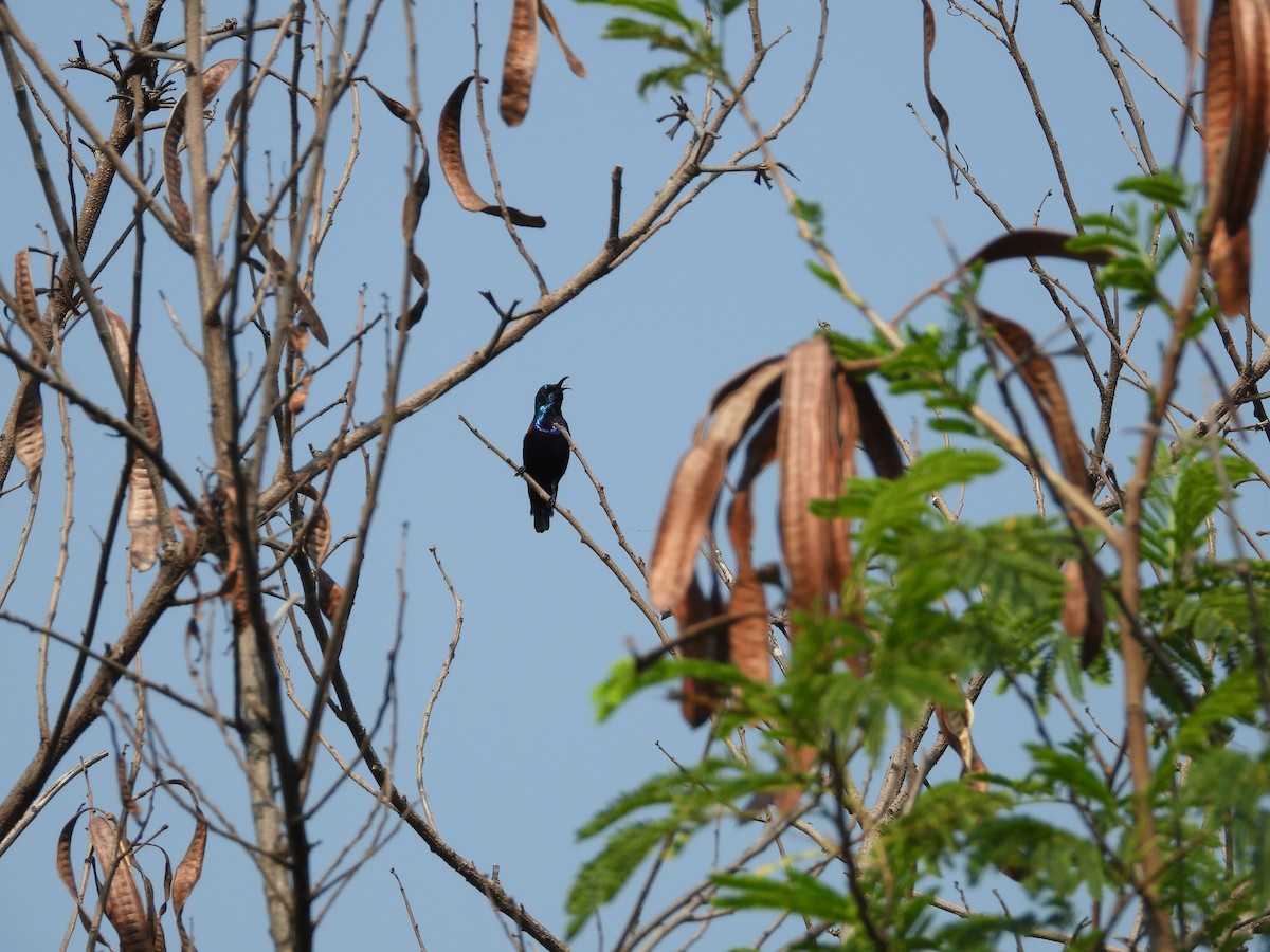 Purple Sunbird - ML645141384