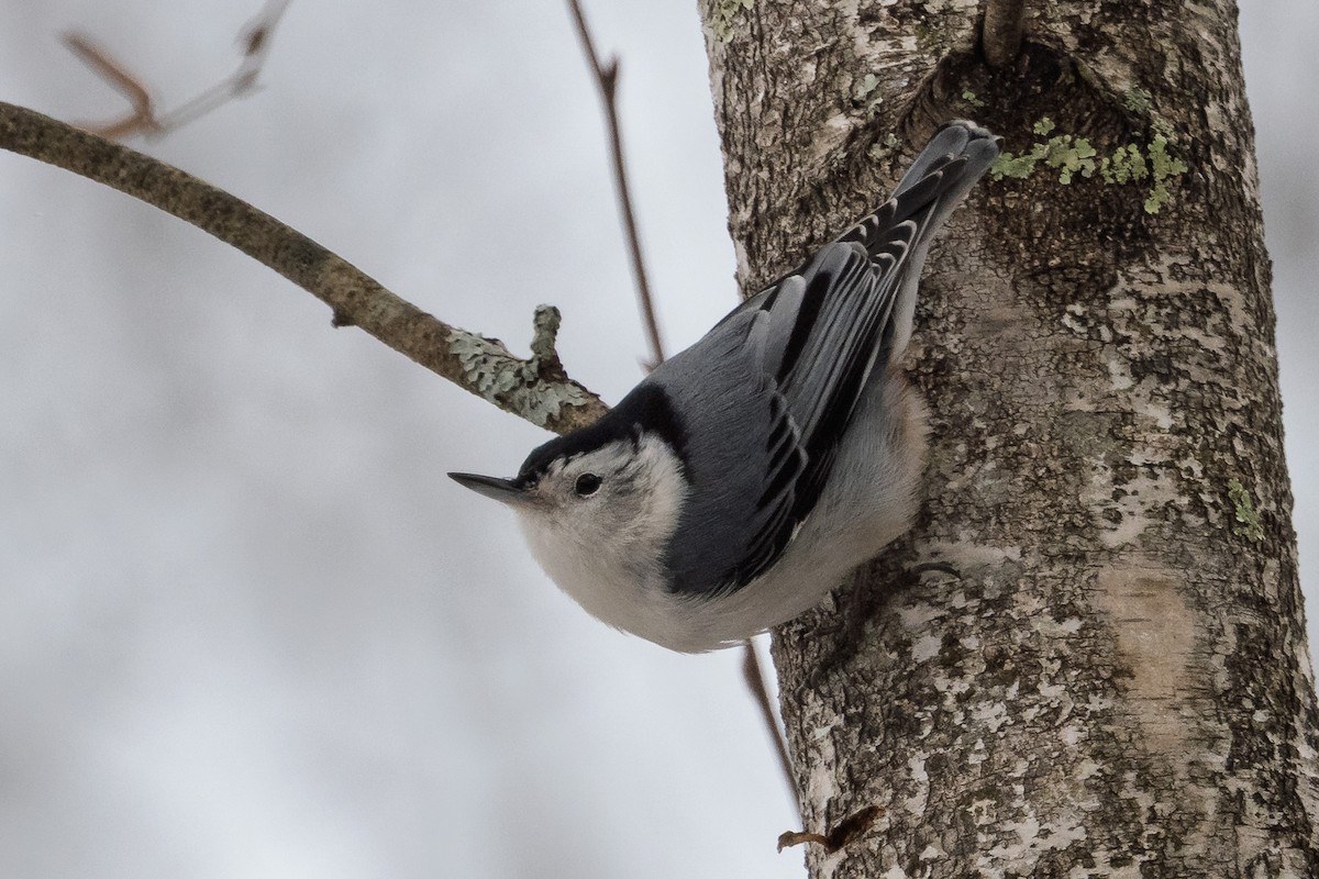White-breasted Nuthatch - ML645141385