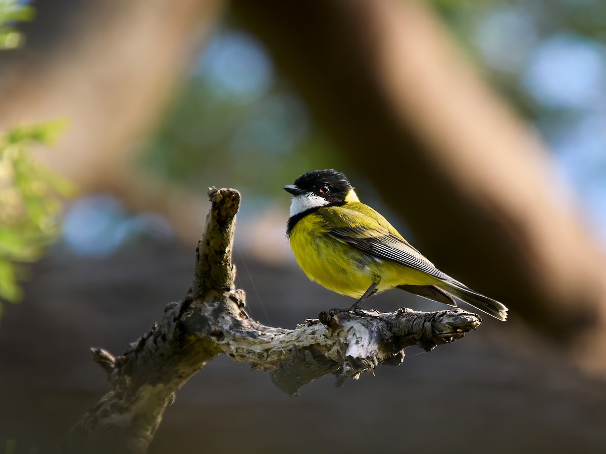 Golden Whistler - ML645141406