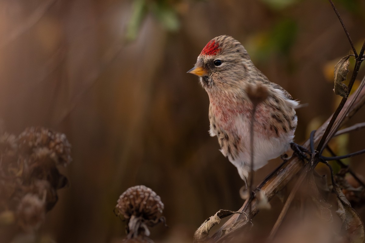תפוחית שחורת-סנטר (שחורת-סנטר/איסלנדית) - ML645141408