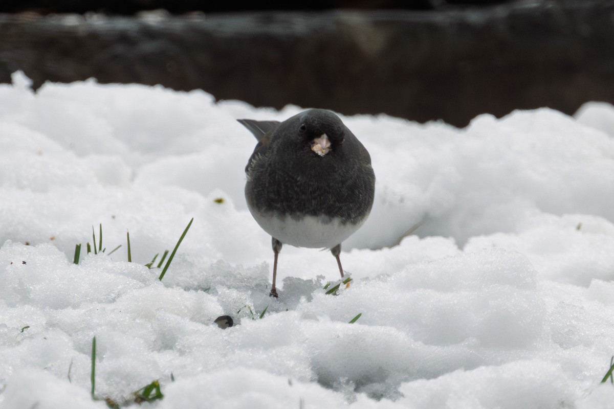 Dark-eyed Junco - ML645141409