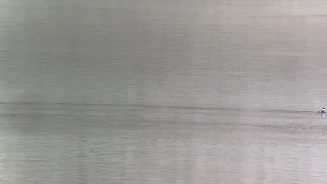 ミミカイツブリ - ML645141444