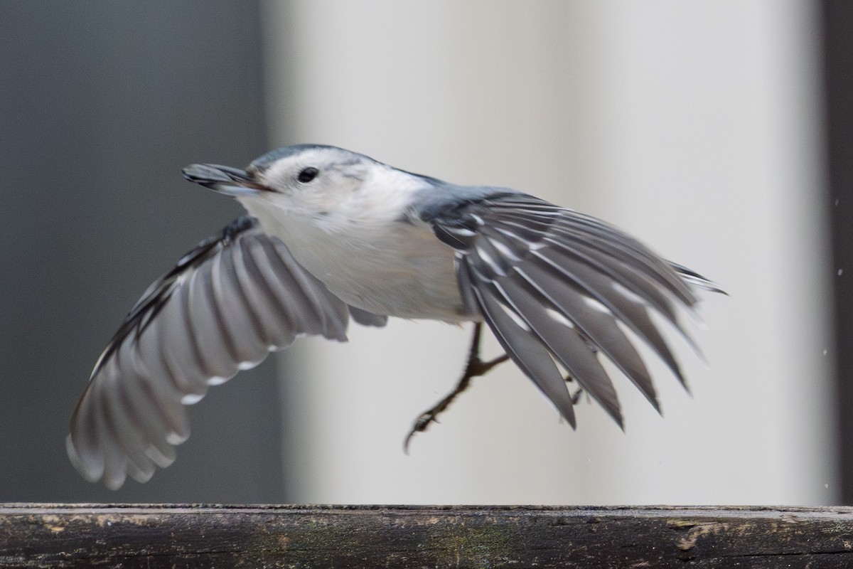 White-breasted Nuthatch - ML645141445