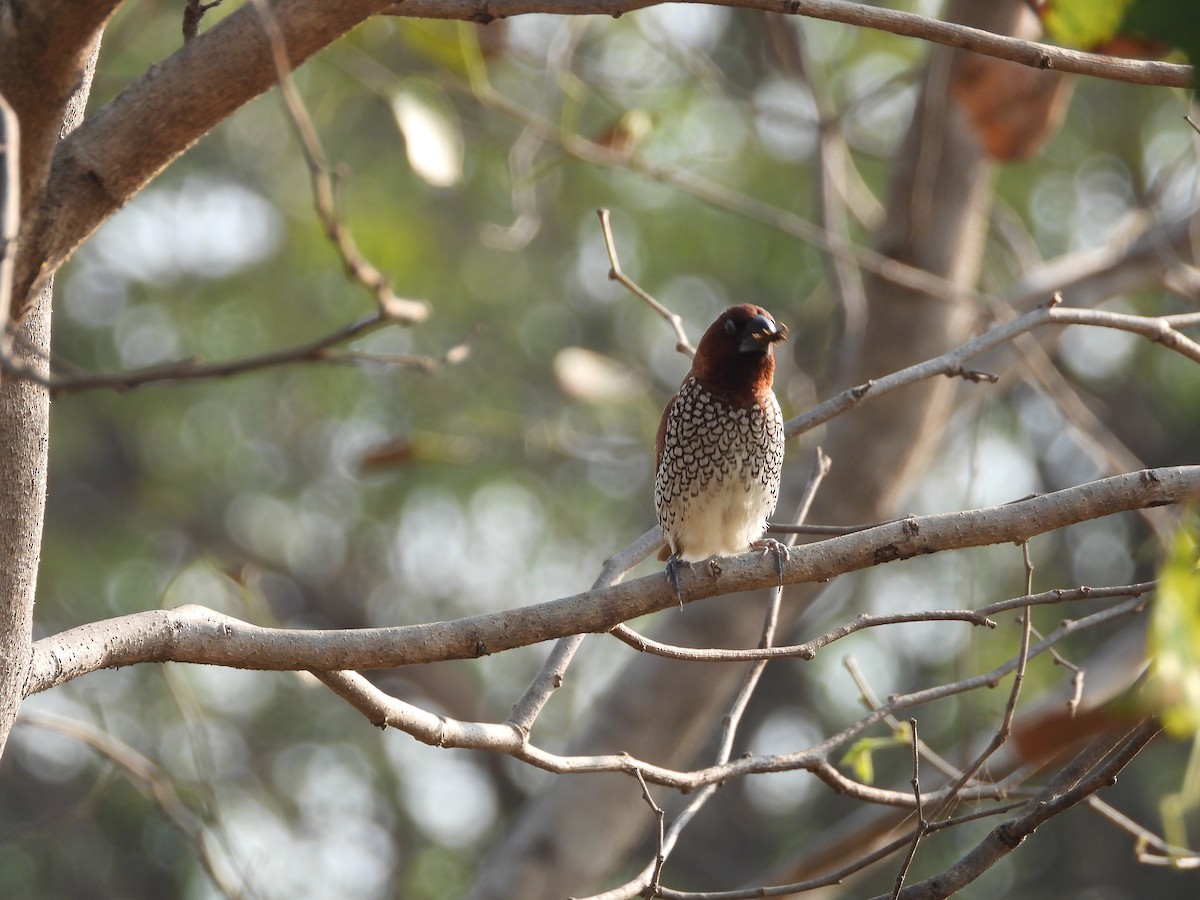 Scaly-breasted Munia - ML645141446