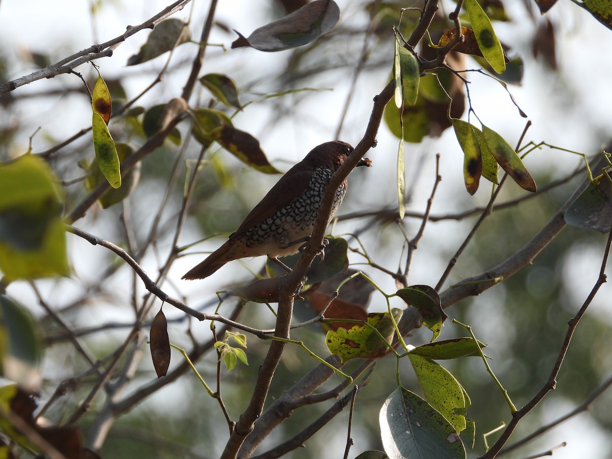 Scaly-breasted Munia - ML645141447