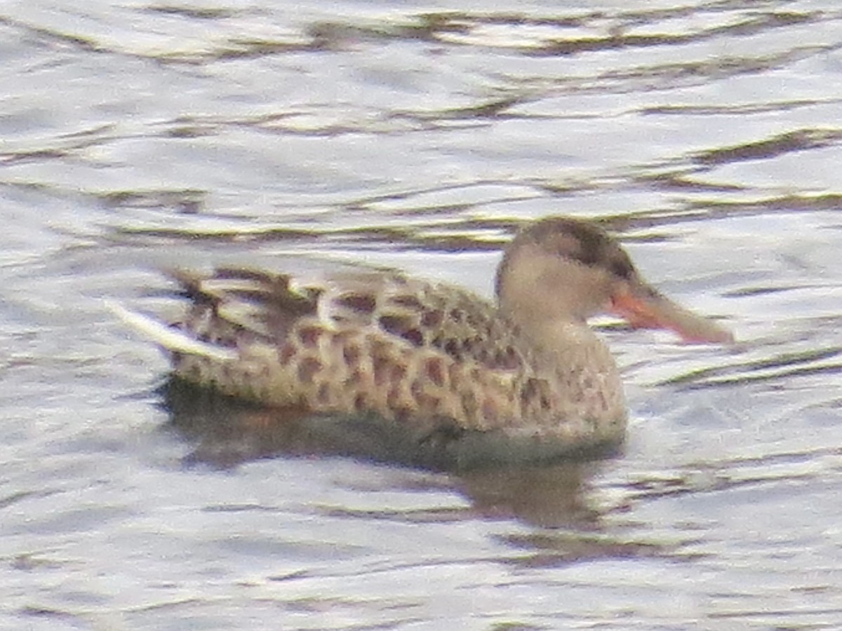 Mestolone - ML645141464