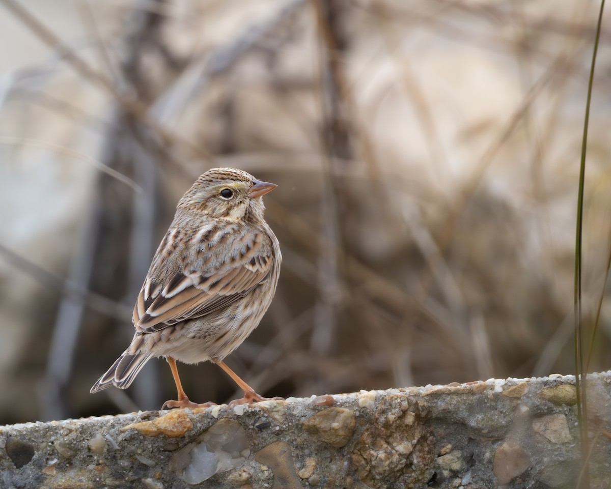 strnadec luční (ssp. princeps) - ML645141470