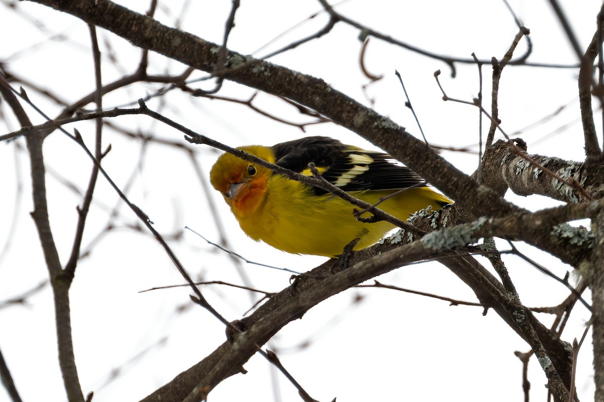 Western Tanager - ML645141472
