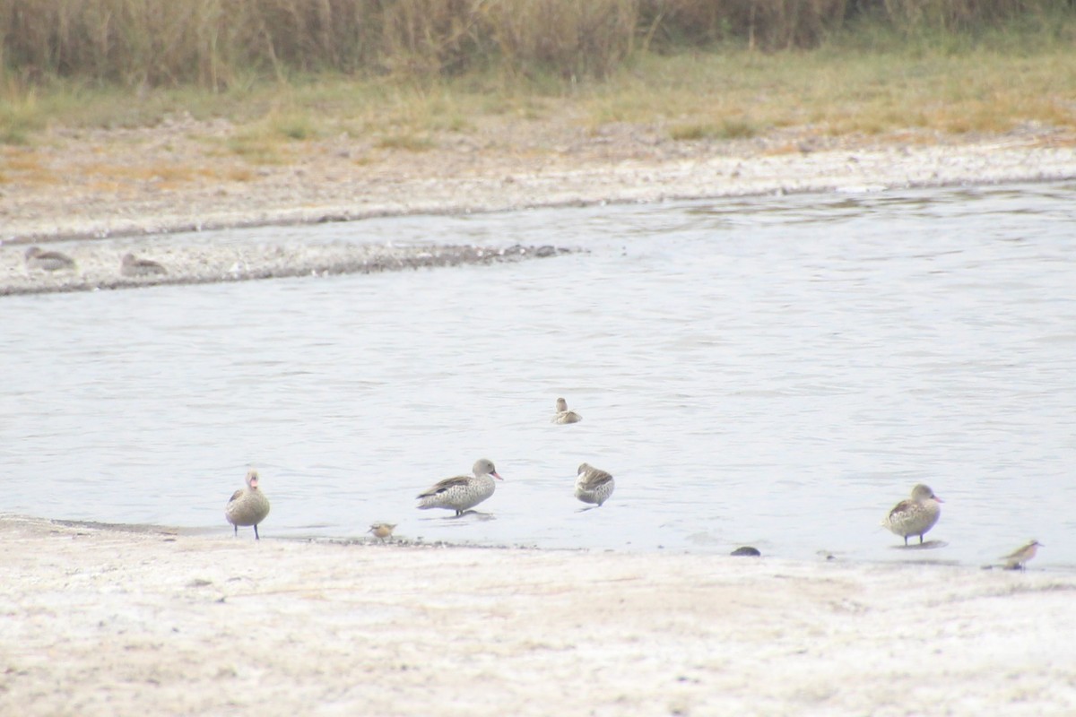 Cape Teal - ML645141473