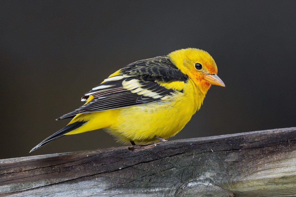 Western Tanager - ML645141479