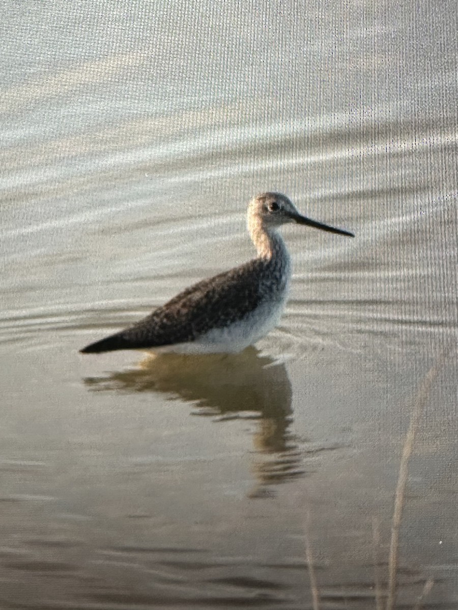 Greater Yellowlegs - ML645141480