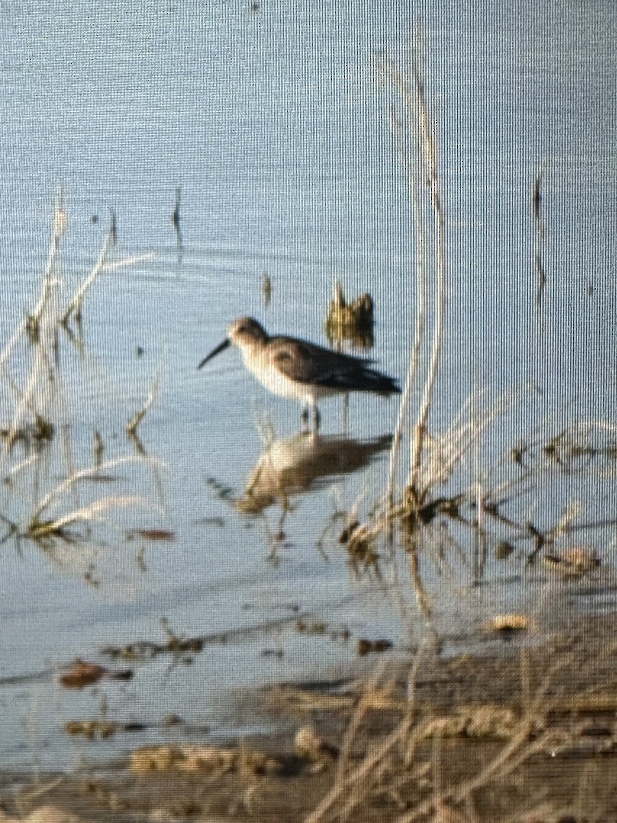 Dunlin - ML645141498