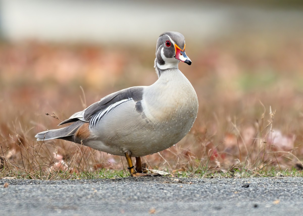Wood Duck - ML645141501