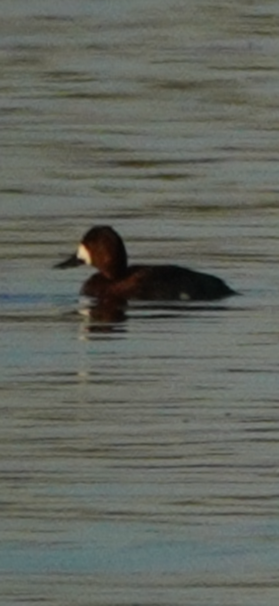 Greater Scaup - ML645141503