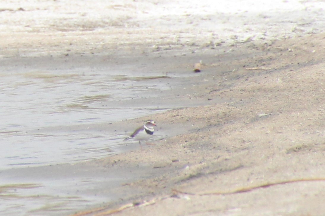 Three-banded Plover - ML645141513