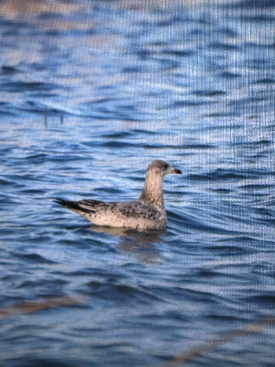 American Herring Gull - ML645141526