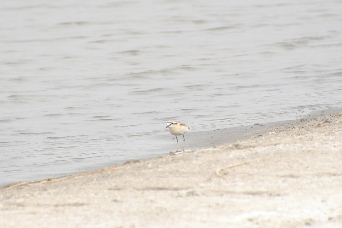 Kittlitz's Plover - ML645141528