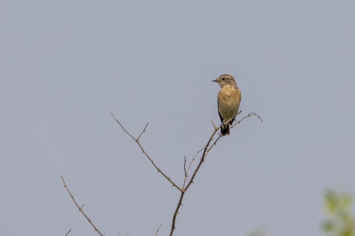 bramborníček sibiřský - ML645141531