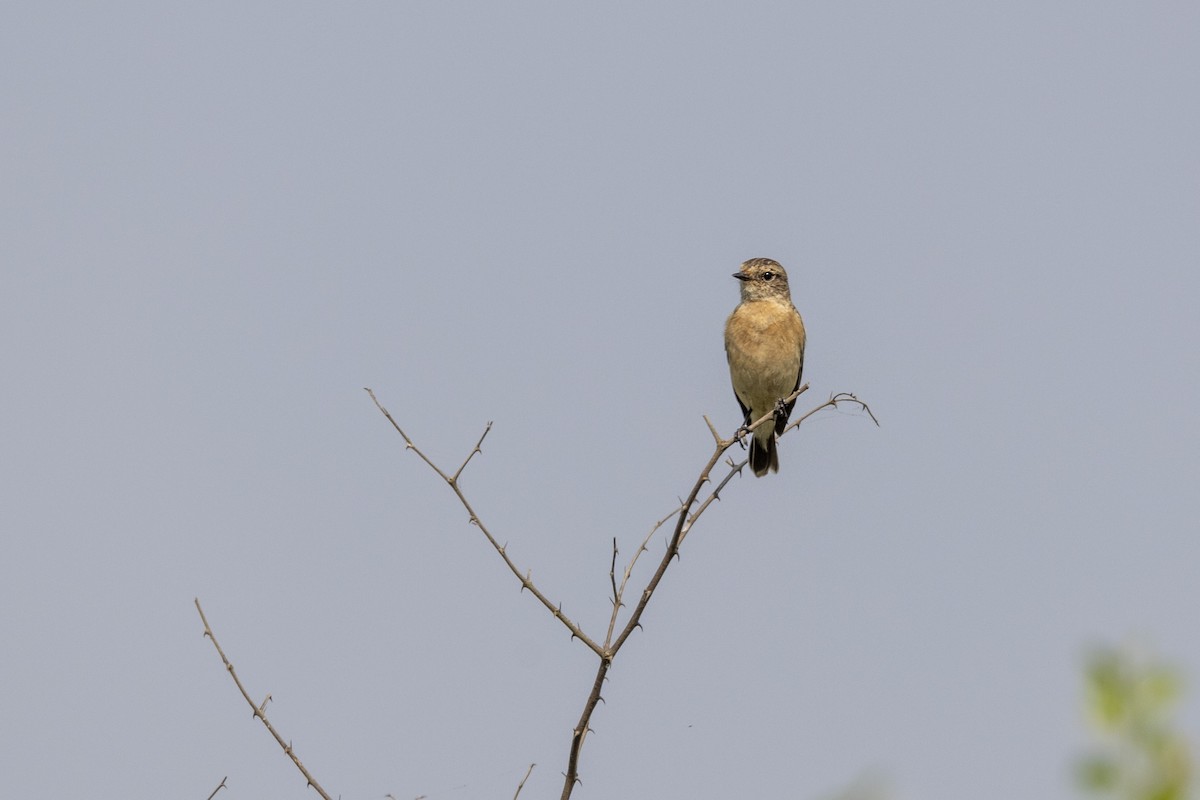 bramborníček sibiřský - ML645141532