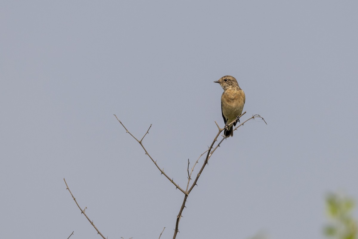 bramborníček sibiřský - ML645141533