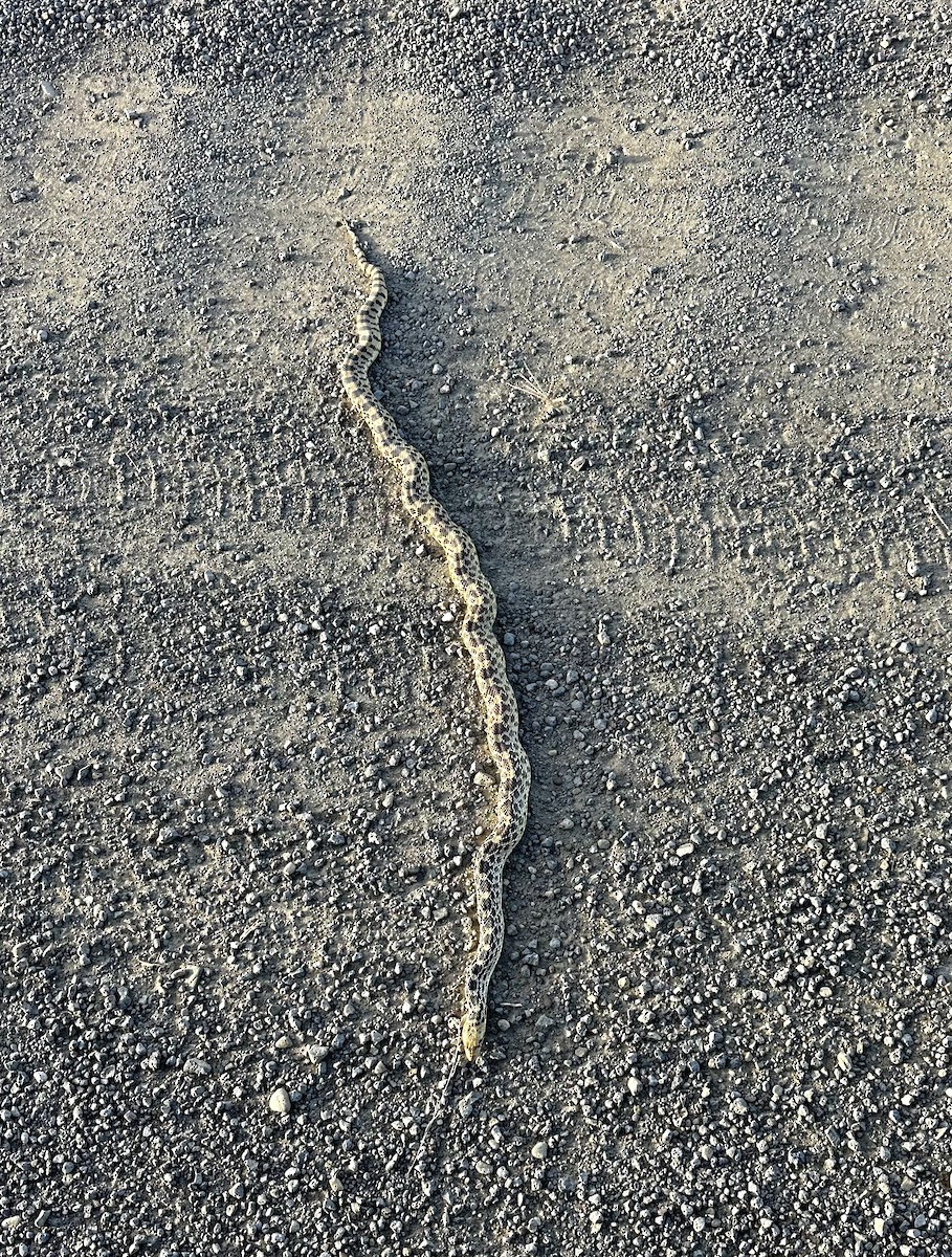 Reptiles - ML645141535