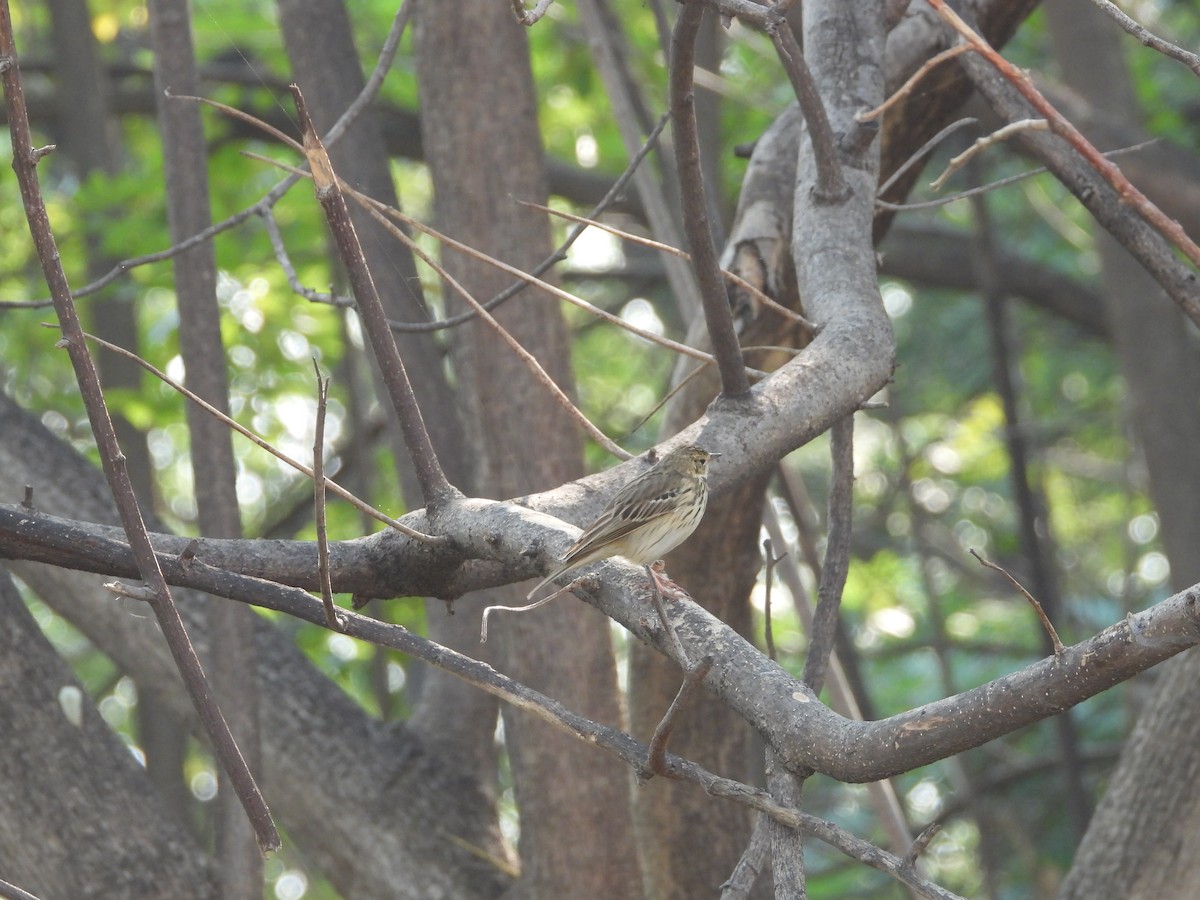 Tree Pipit - ML645141562