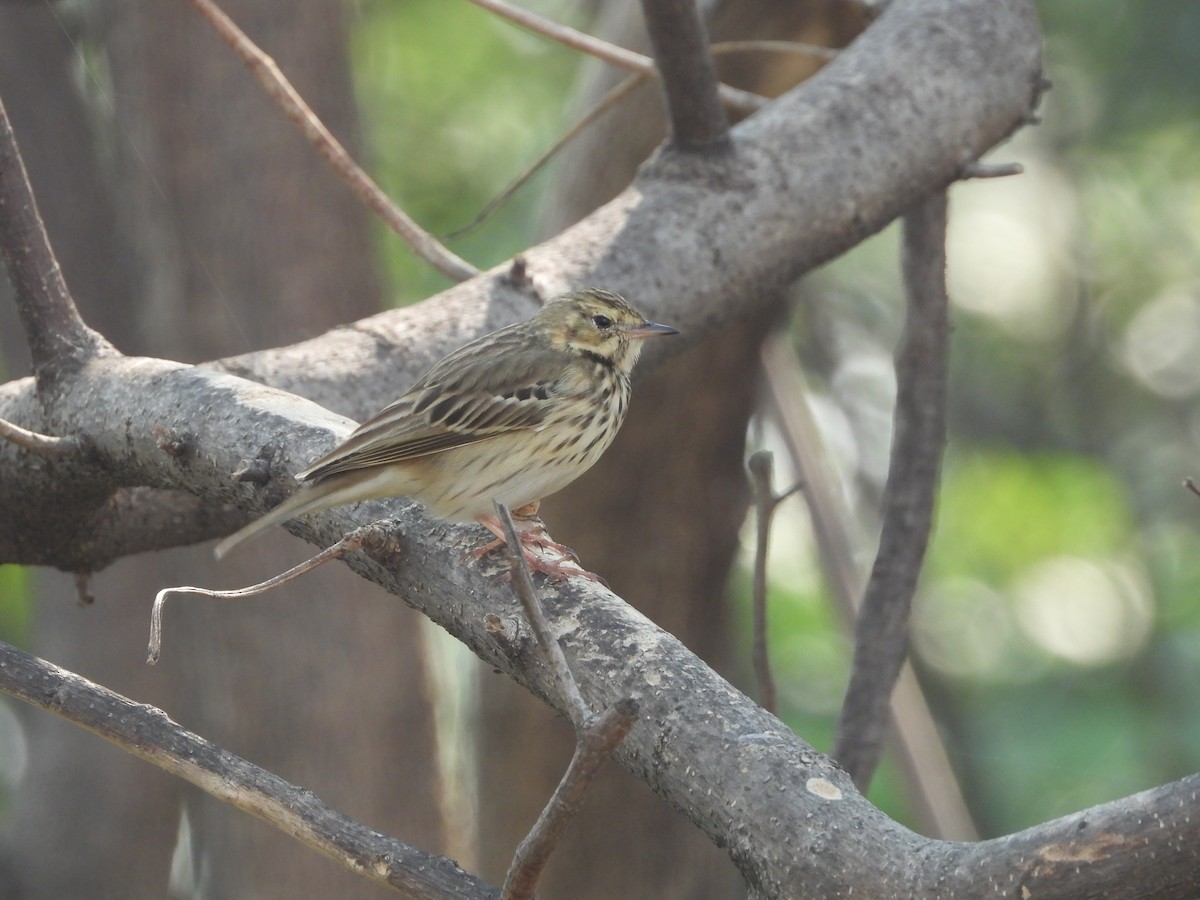 Tree Pipit - ML645141563