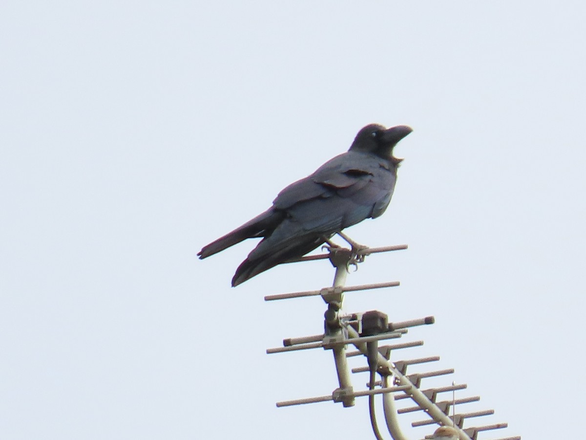 Large-billed Crow - ML645141582