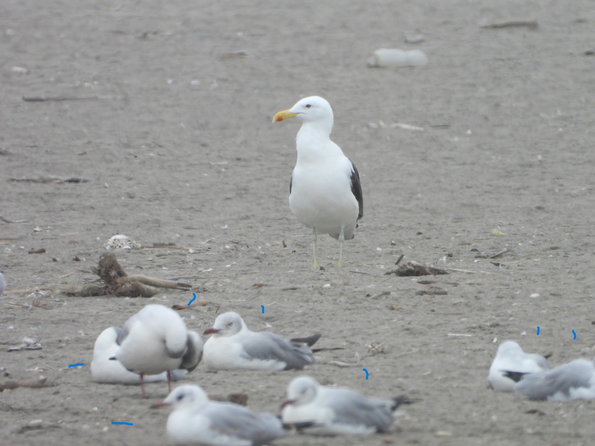 Gray-hooded Gull - ML645141585