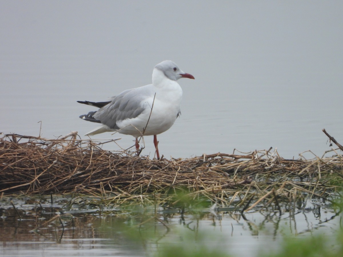 Gray-hooded Gull - ML645141586