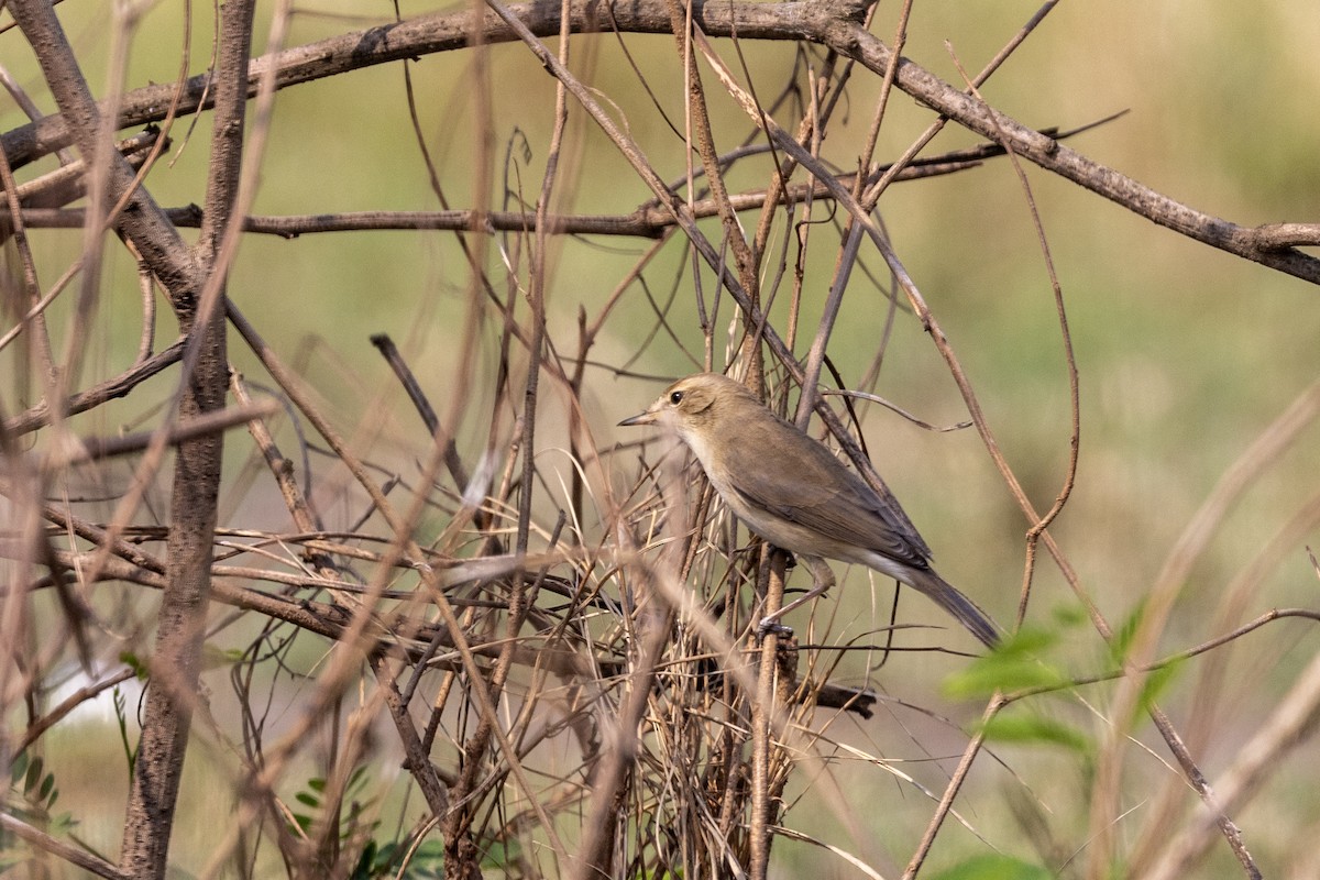 Booted Warbler - ML645141597