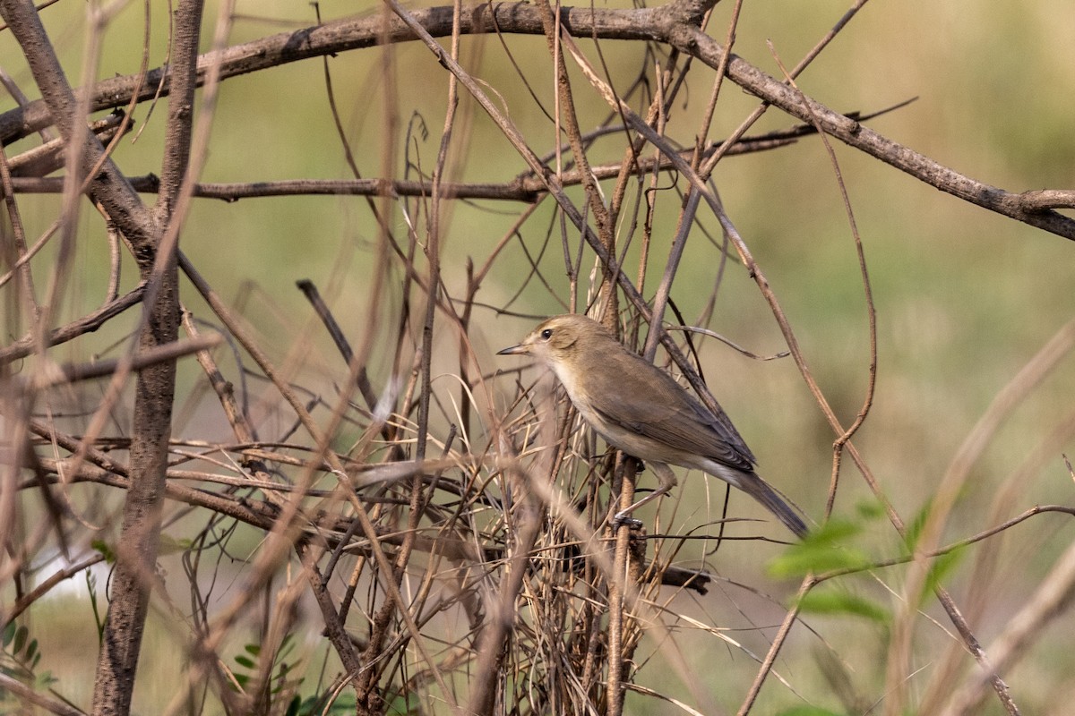 Booted Warbler - ML645141598