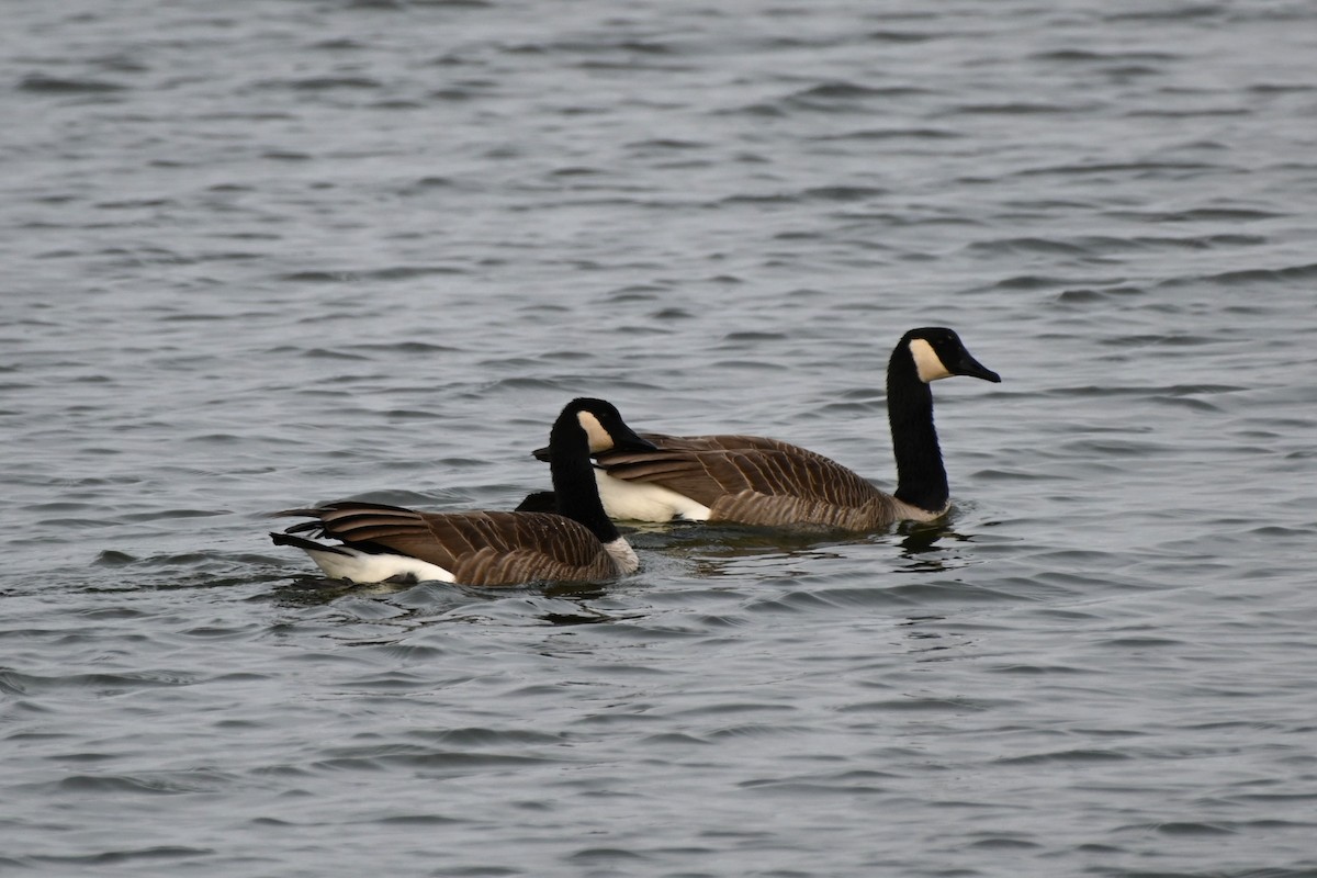 Канад галуу - ML645141608