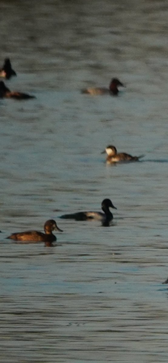 Савка американська - ML645141634