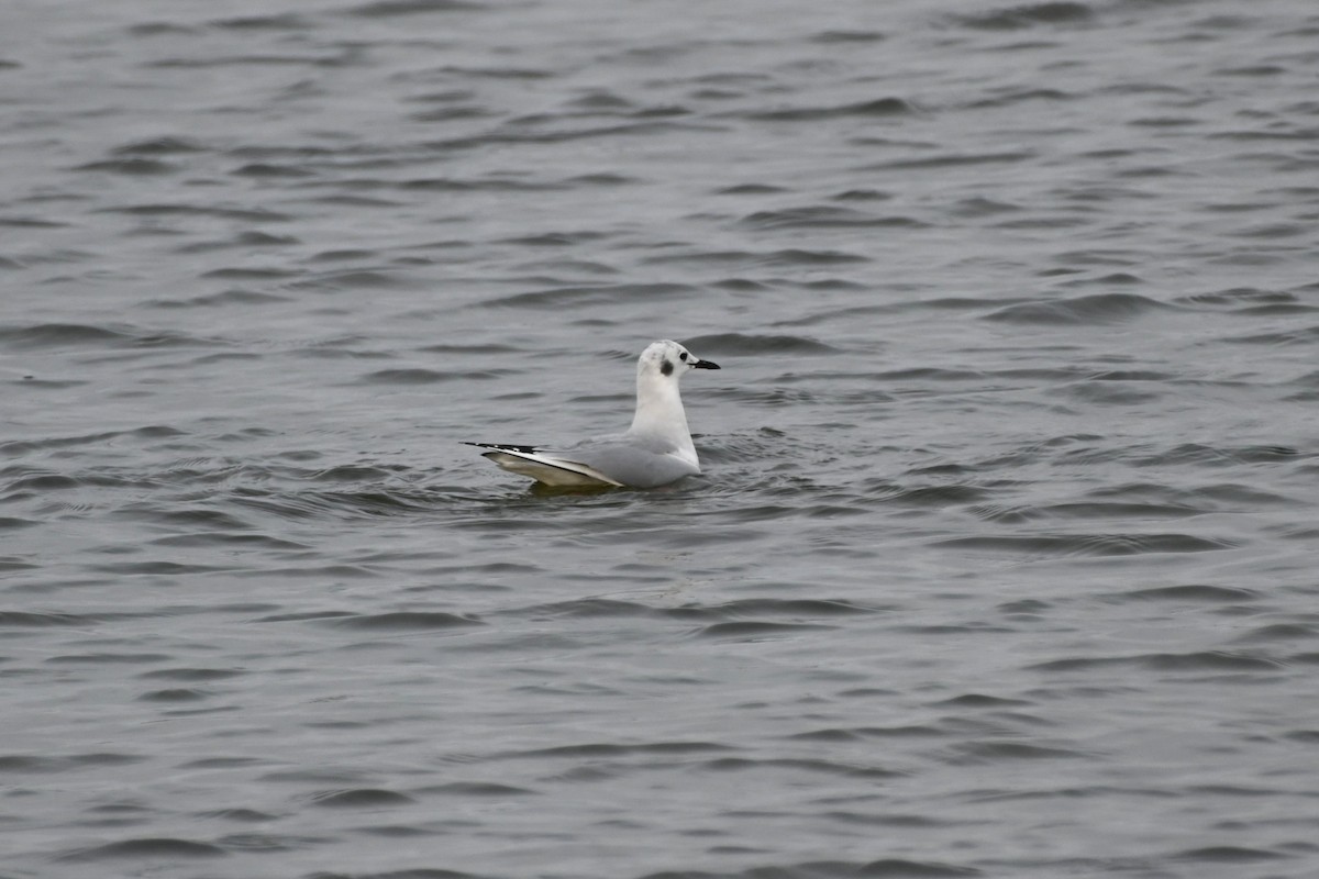 Bonaparte's Gull - ML645141647
