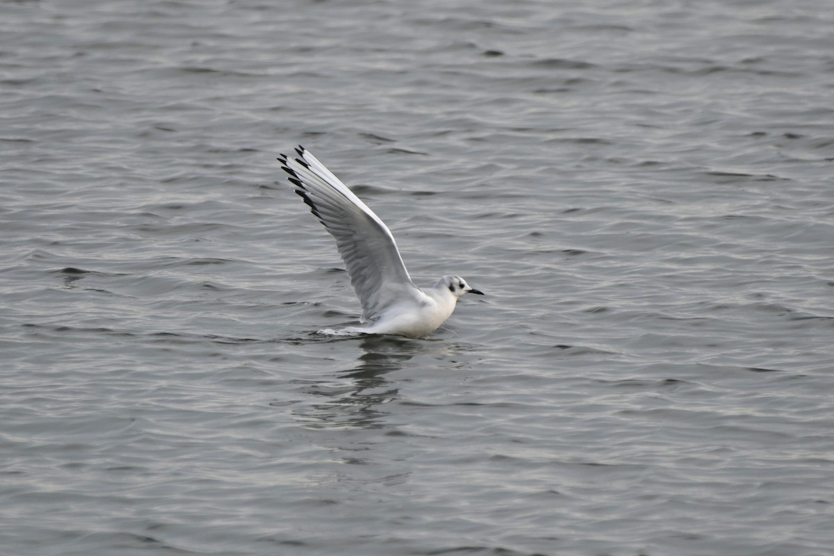 Bonaparte's Gull - ML645141648