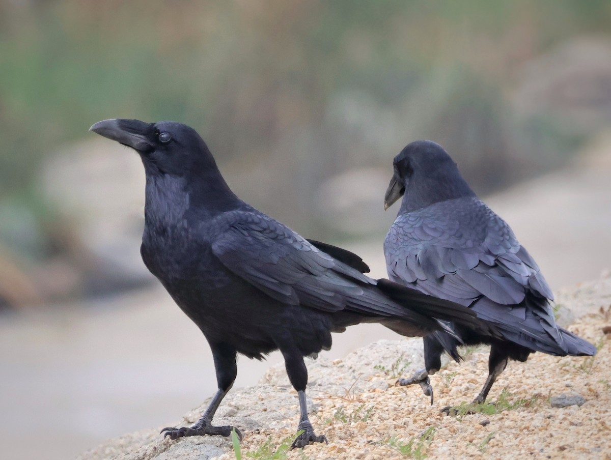 Kolkrabe - ML645141650