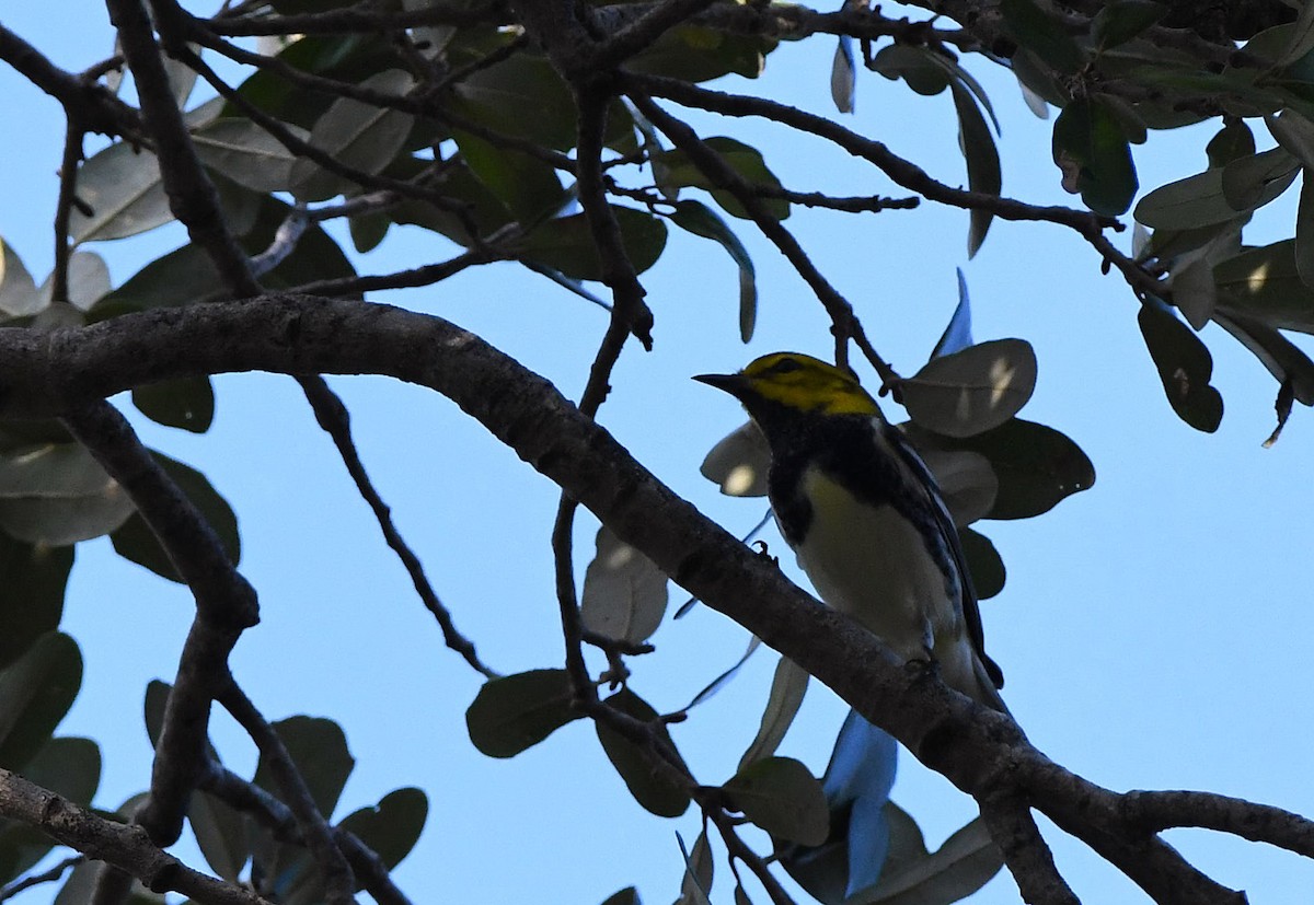 Black-throated Green Warbler - ML645141655