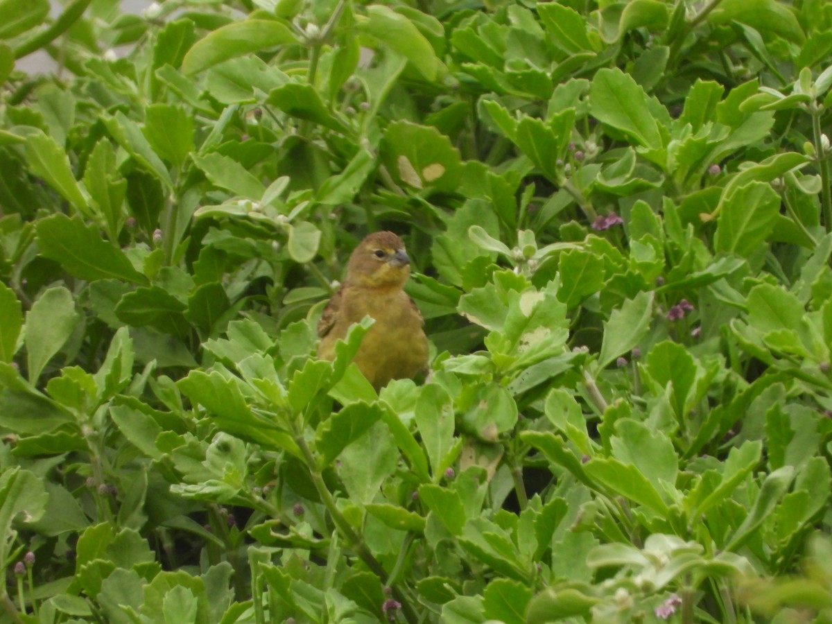 Kurzschnabel-Gilbtangare - ML645141660