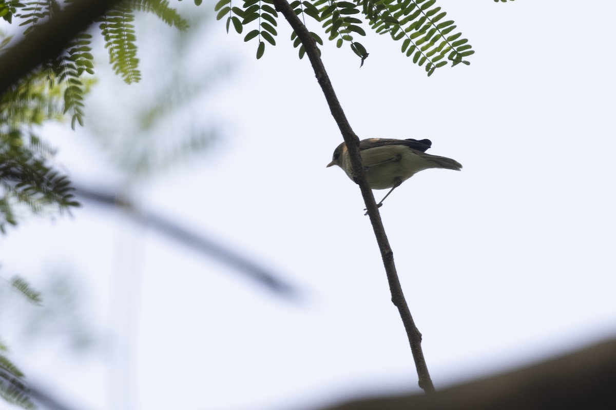 Sykes's Warbler - ML645141672