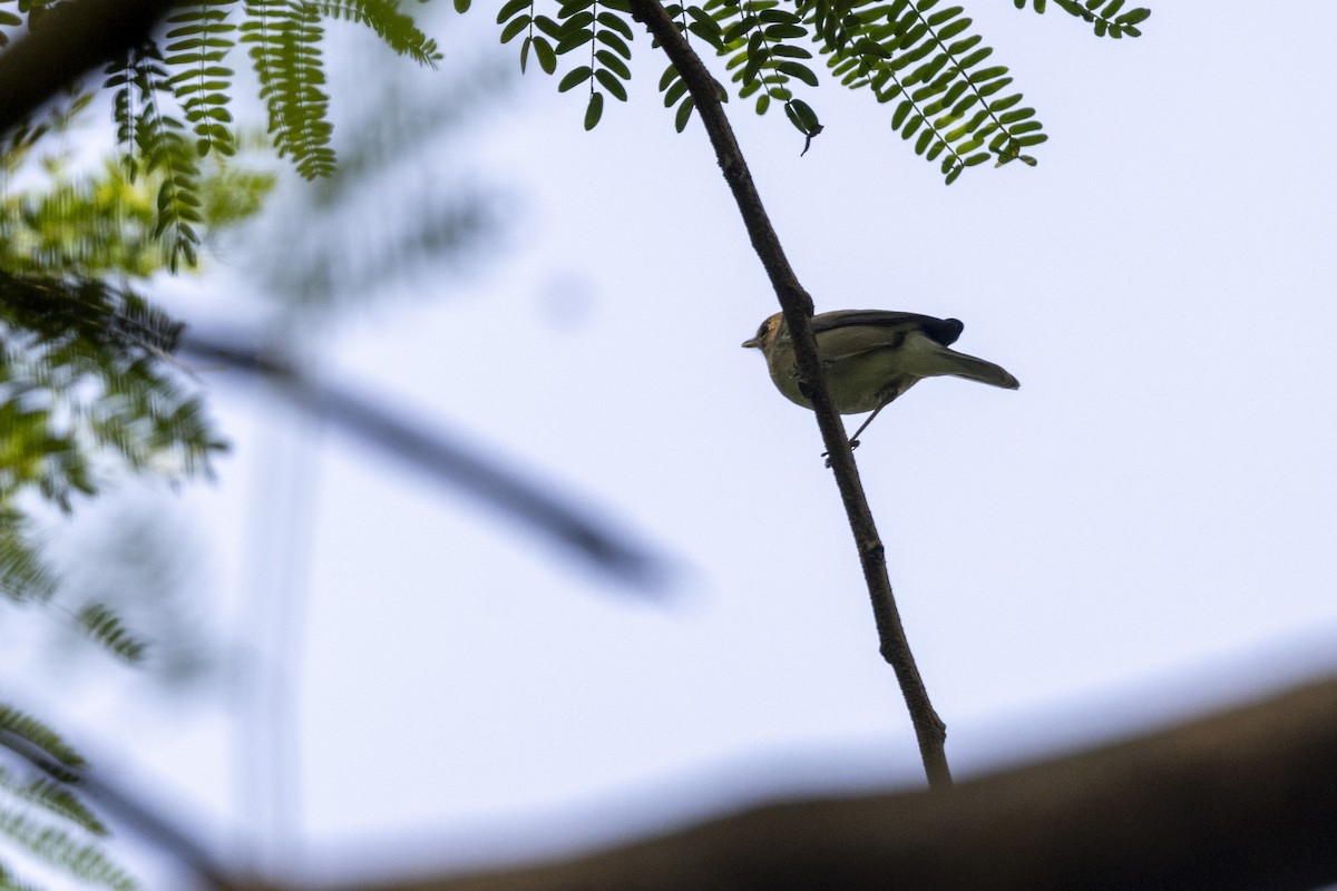 Sykes's Warbler - ML645141673