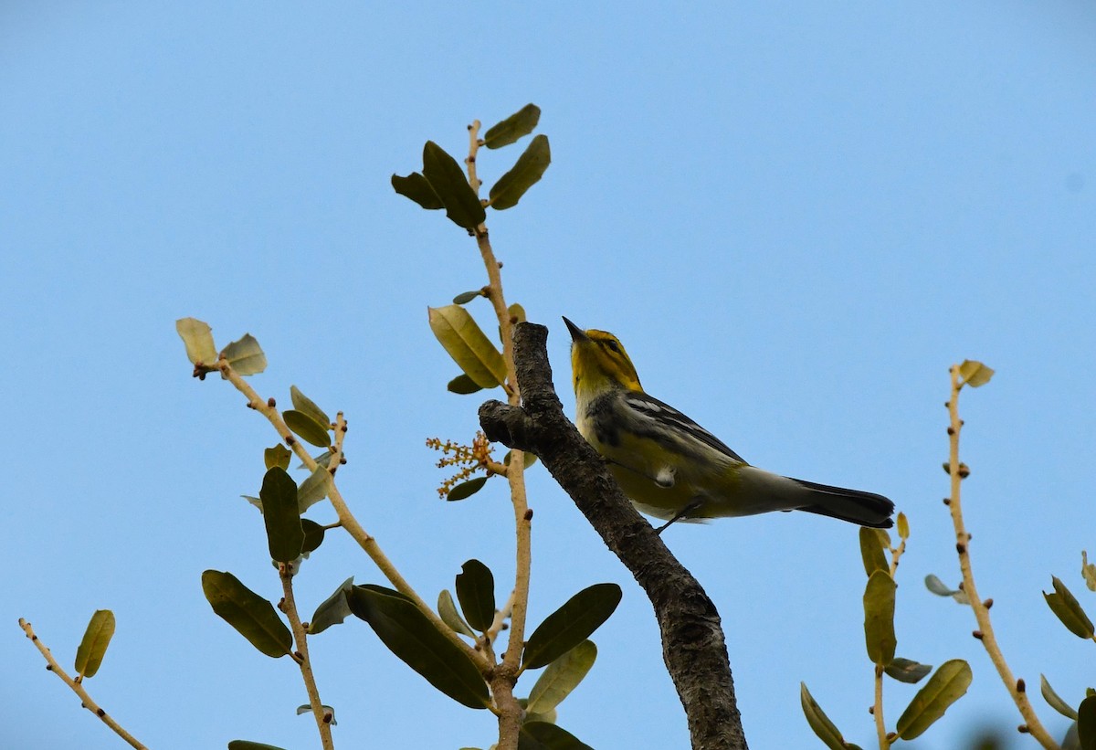 Black-throated Green Warbler - ML645141676