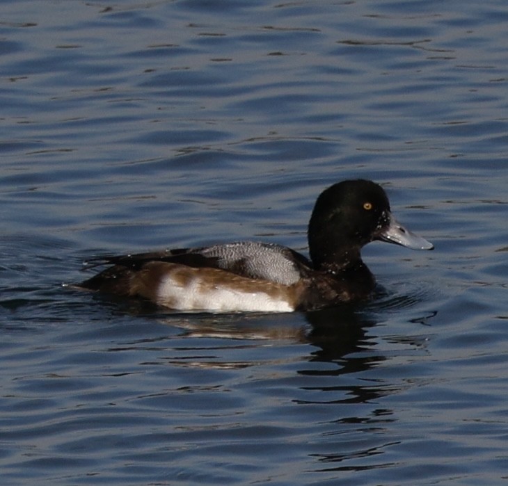 Greater Scaup - ML645141681