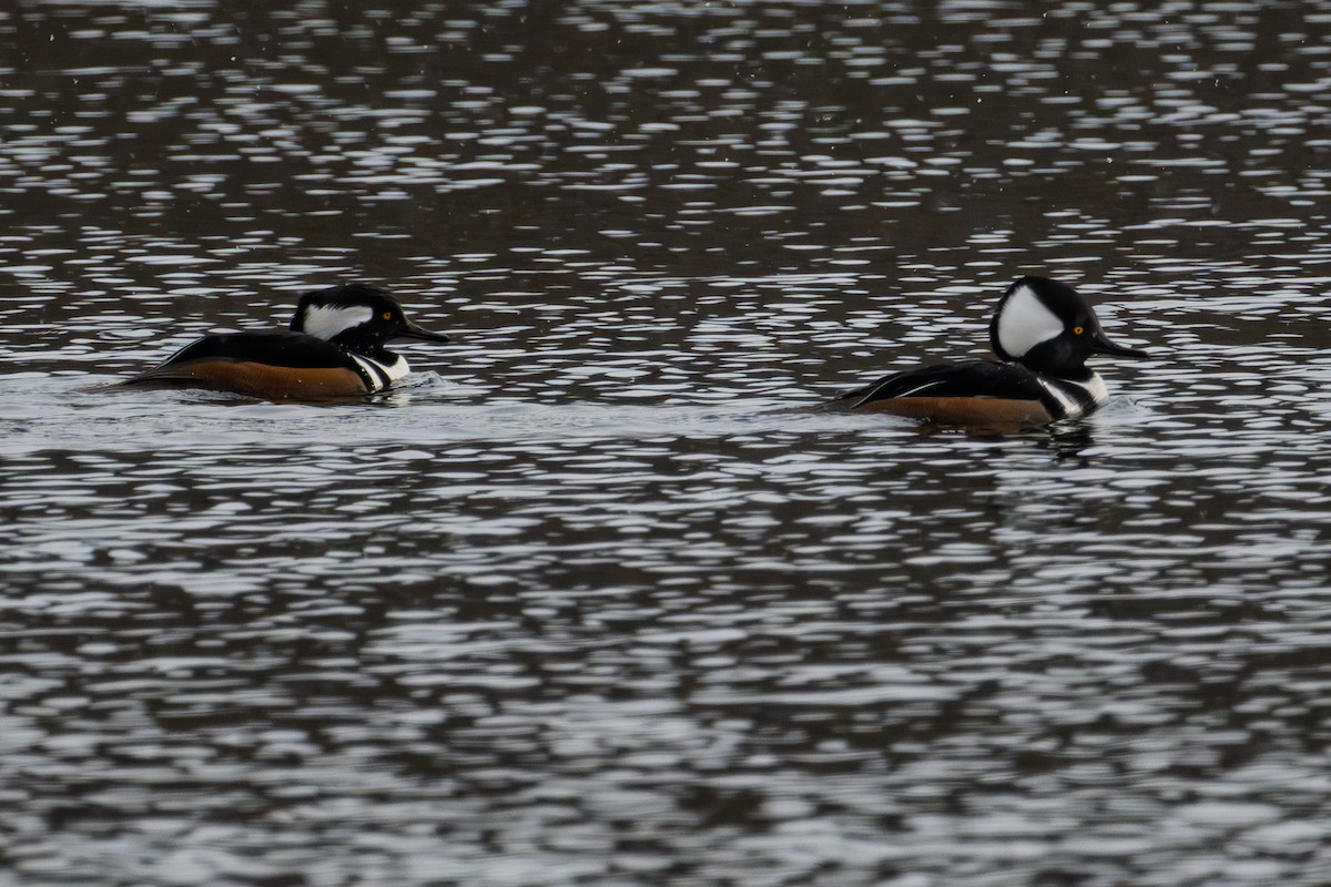 Hooded Merganser - ML645141687