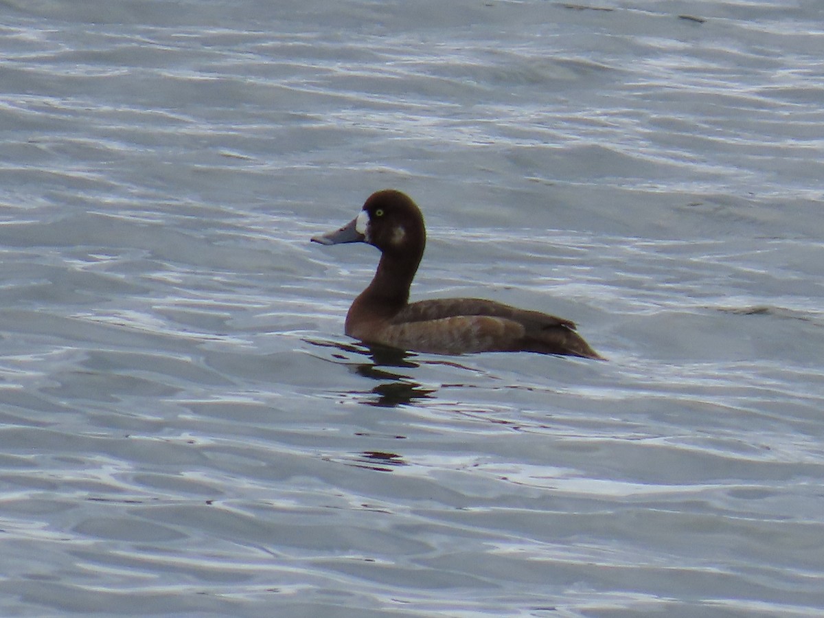Greater Scaup - ML645141689