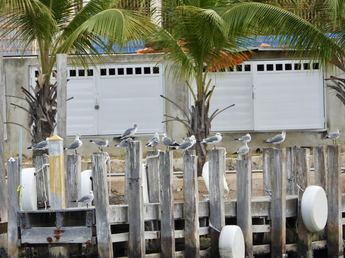 ワライカモメ - ML645141690