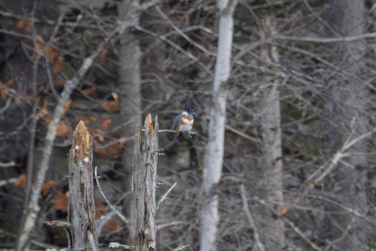 Belted Kingfisher - ML645141694